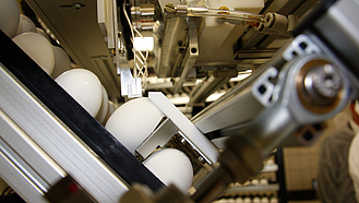 Eier in einem Prototyp des Geräts für das endokrinologische Verfahren kurz vor dem Einstich durch die Nadeln