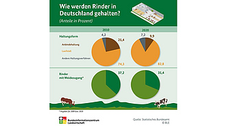 BZL-Infografik: Wie werden Rinder in Deutschland gehalten?