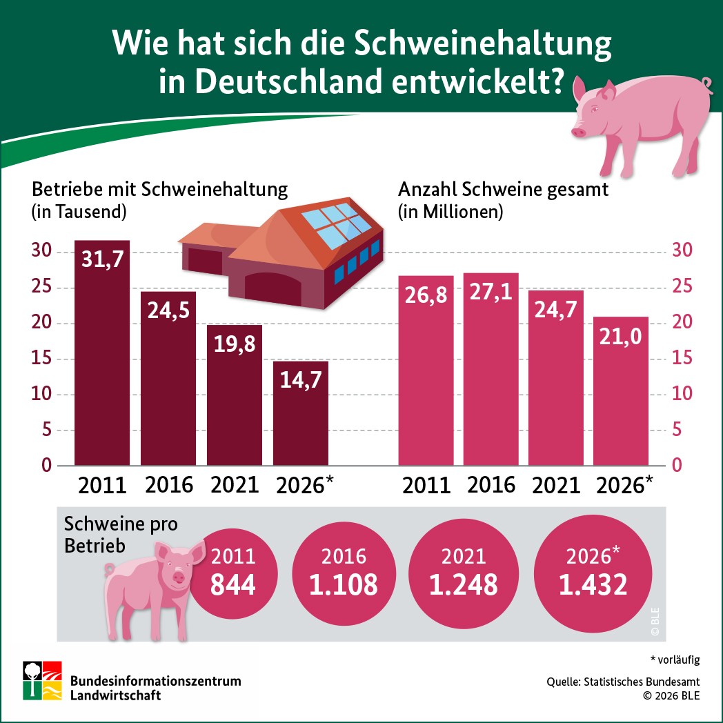 Infografik "Wie hat sich die Schweinehaltung in Deutschland entwickelt?"