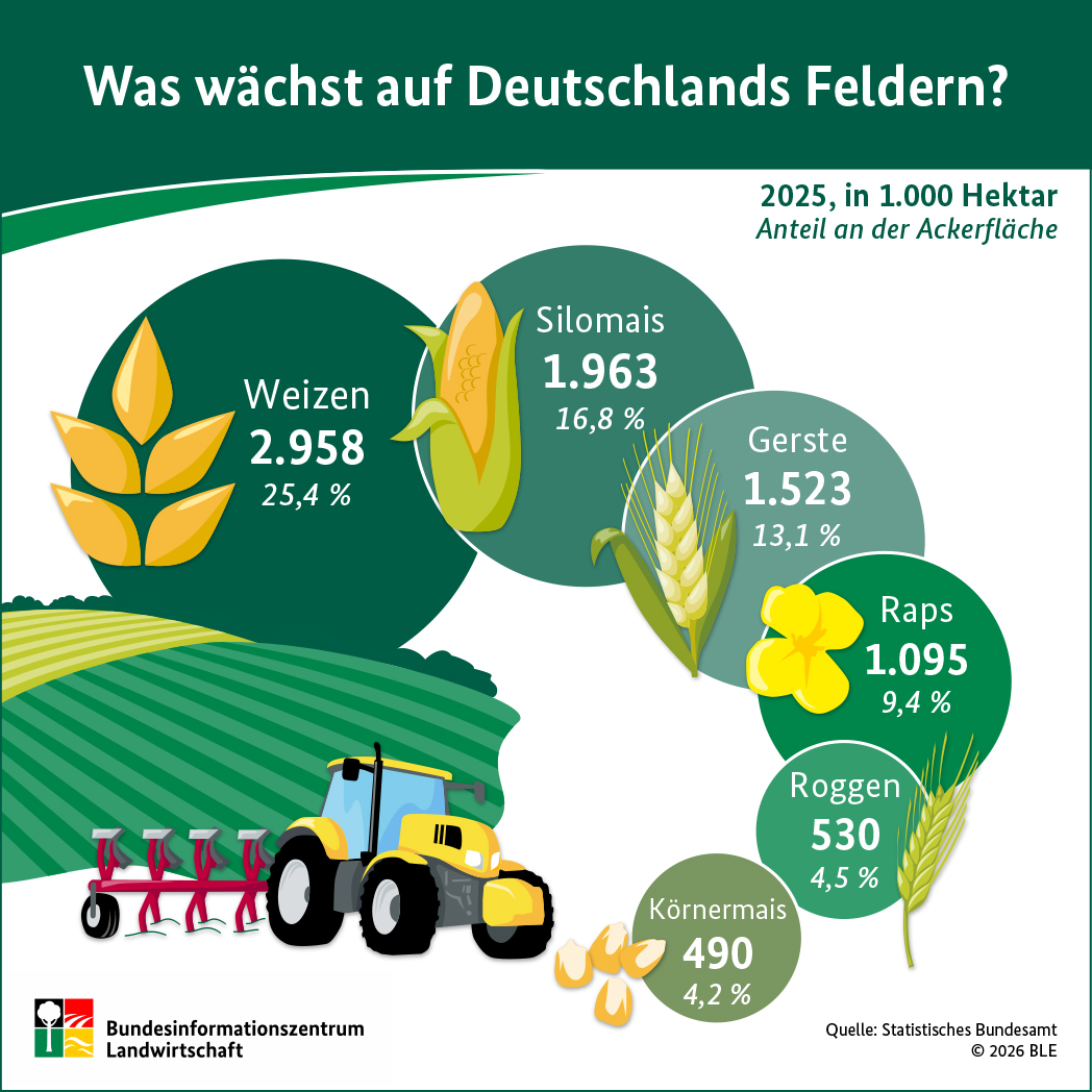 Infografik - Was wächst auf Deutschlands Feldern 2022