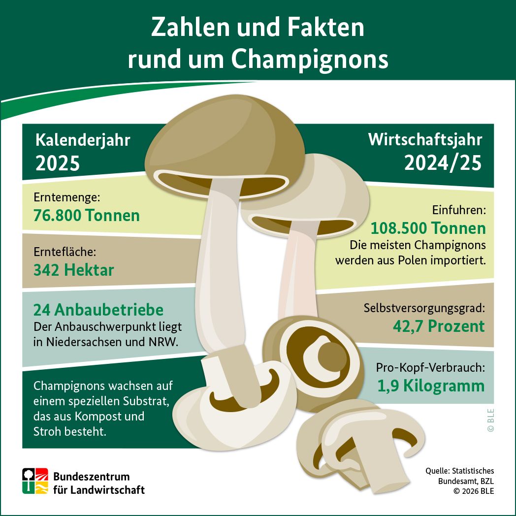 Infografik "Zahlen und Fakten rund um Champignons"