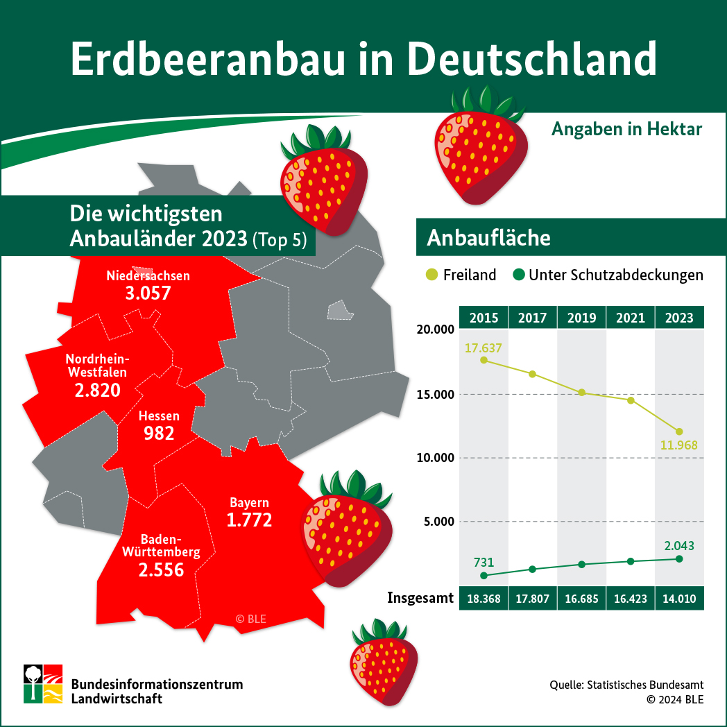 Infografik: Erdbeeranbau in Deutschland