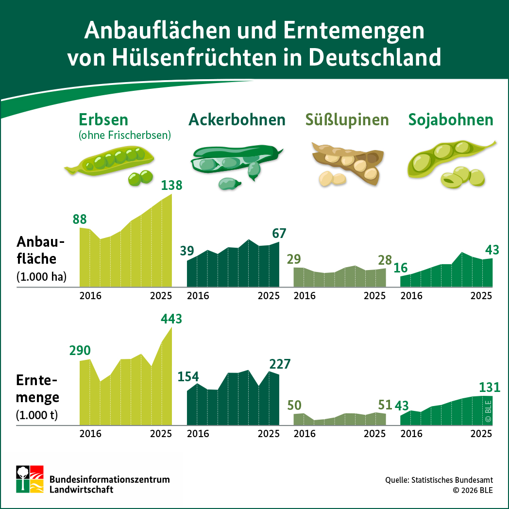 Infografik - Der Anbau und die Erntmengen von Hülsenfrüchten in Deutschland