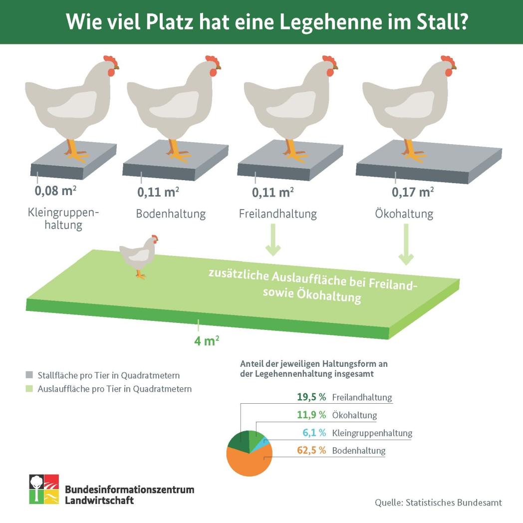 Wie viel Platz hat eine Legehenne im Stall? Hennen aus Kleingruppenhaltung haben mit 0,08 Quadratmetern am wenigsten Platz. Hennen aus Boden- und Freilandhaltung haben 0,11 Quadratmeter im Stall. Biohühner haben mit 0,17 Quadratmeter am meisten Platz. Bio- und Freilandhühner haben zusätzlich einen Auslauf, der 4 Quadratmeter groß ist.