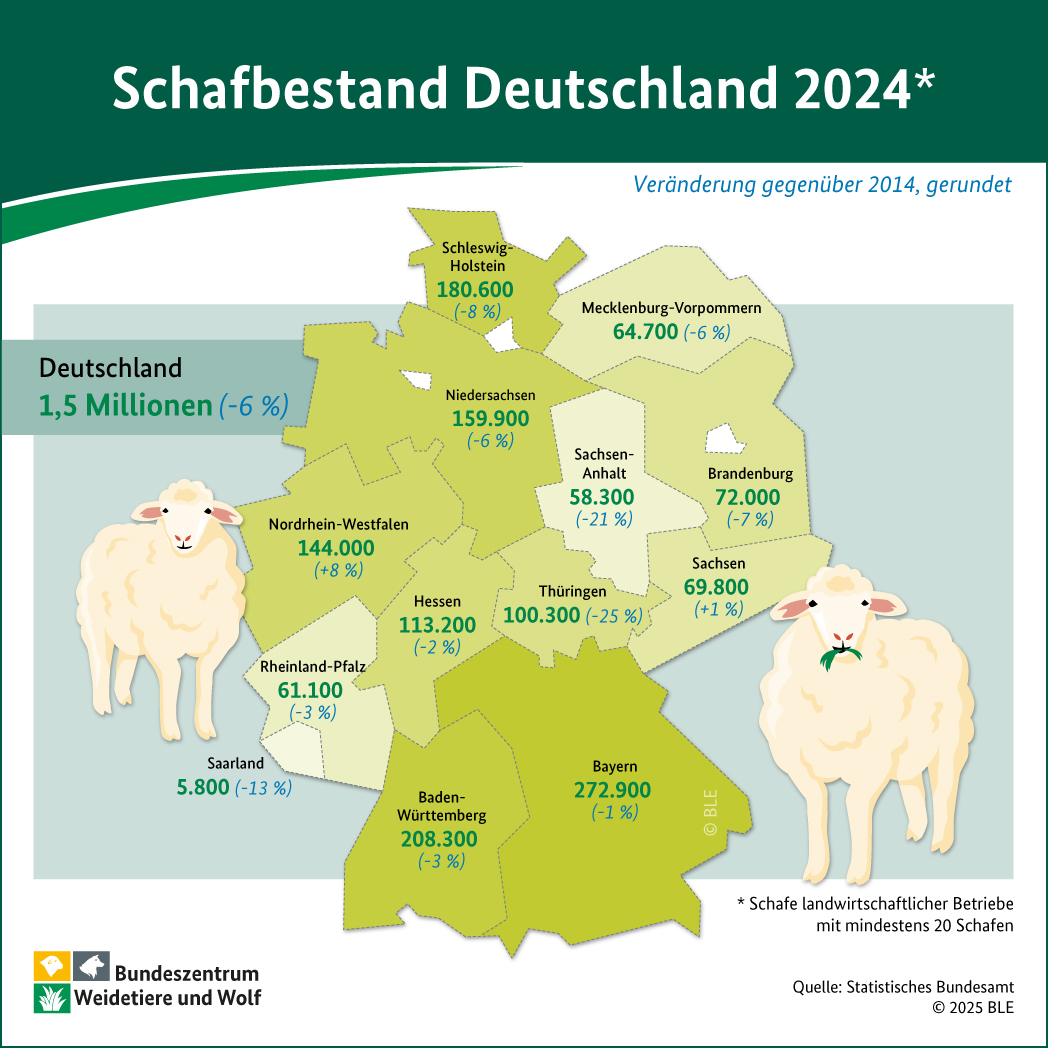 BZL-Infografik: Schafbestand in Deutschland 2024