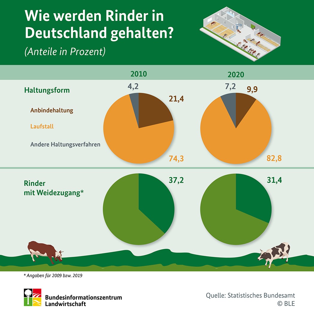 Infografik "Wie werden Rinder in Deutschland gehalten?"