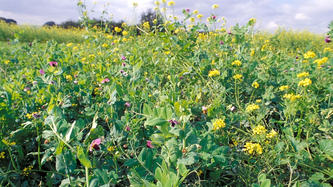 Ein Feld mit wild wachsenden grünen Pflanzen, welche als Zwischenfrucht dienen.