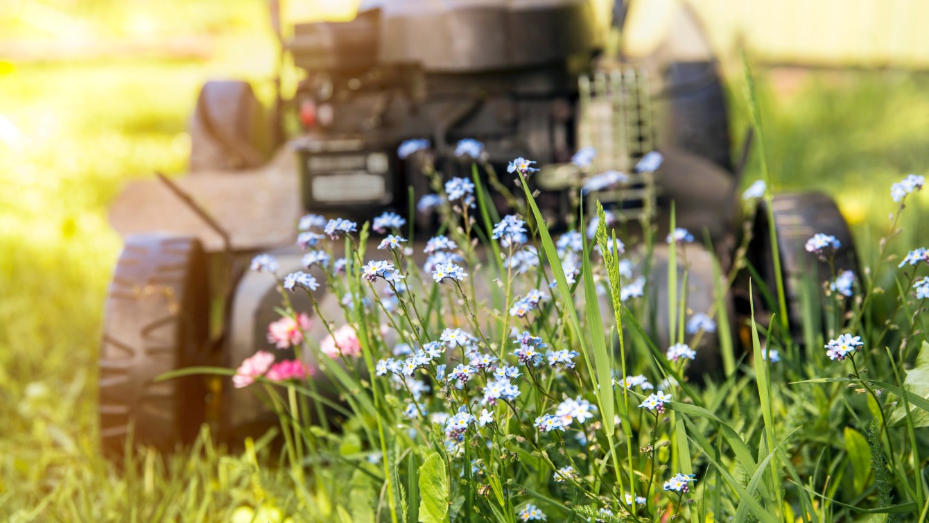 Rasenmäher mäht eine Wildblumenwiese