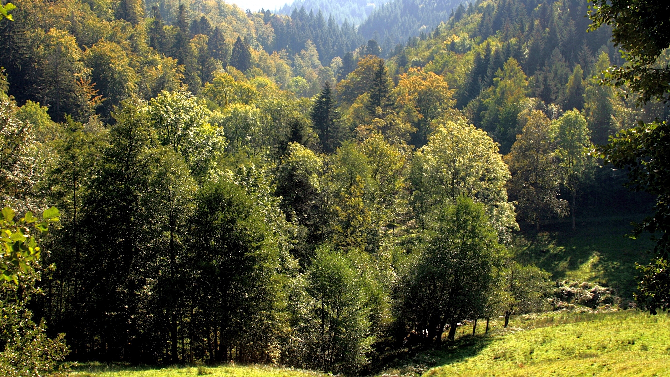 Hügelige Landschaft mit Wald