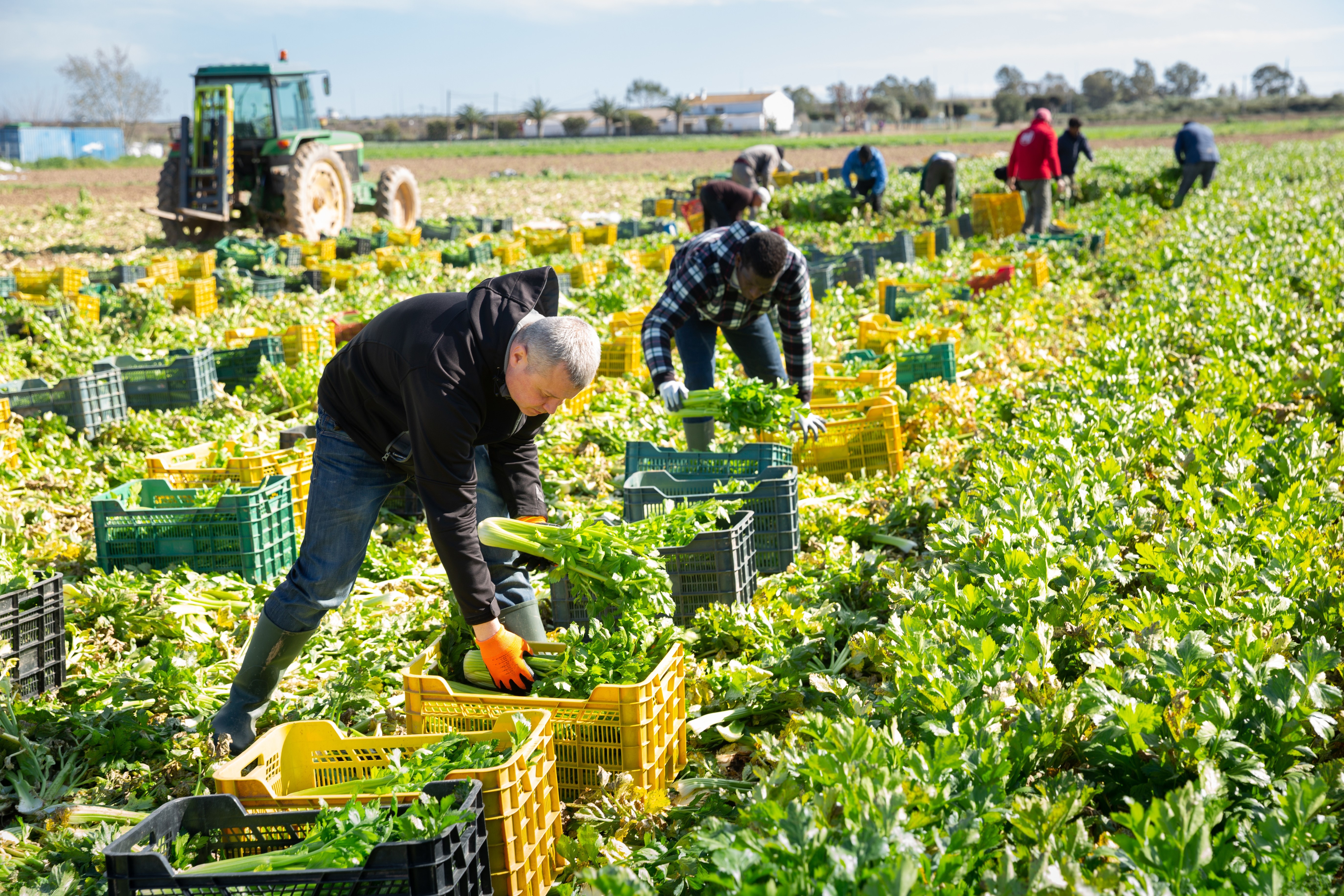 Erntehelferinnen und Erntehelfer bei der Arbeit auf einem Feld.