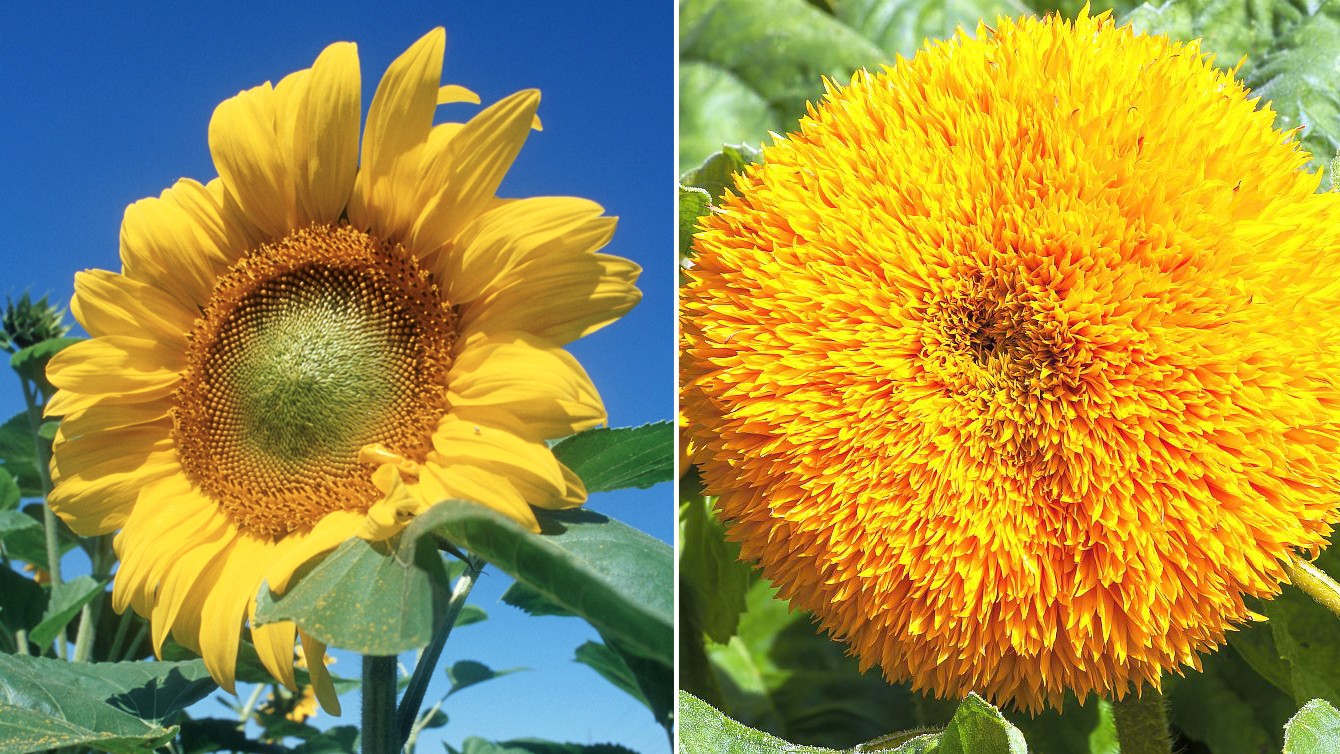 Collage von zwei Bildern. Links eine ungefüllte und rechts eine gefüllt blühende Sonneblume.