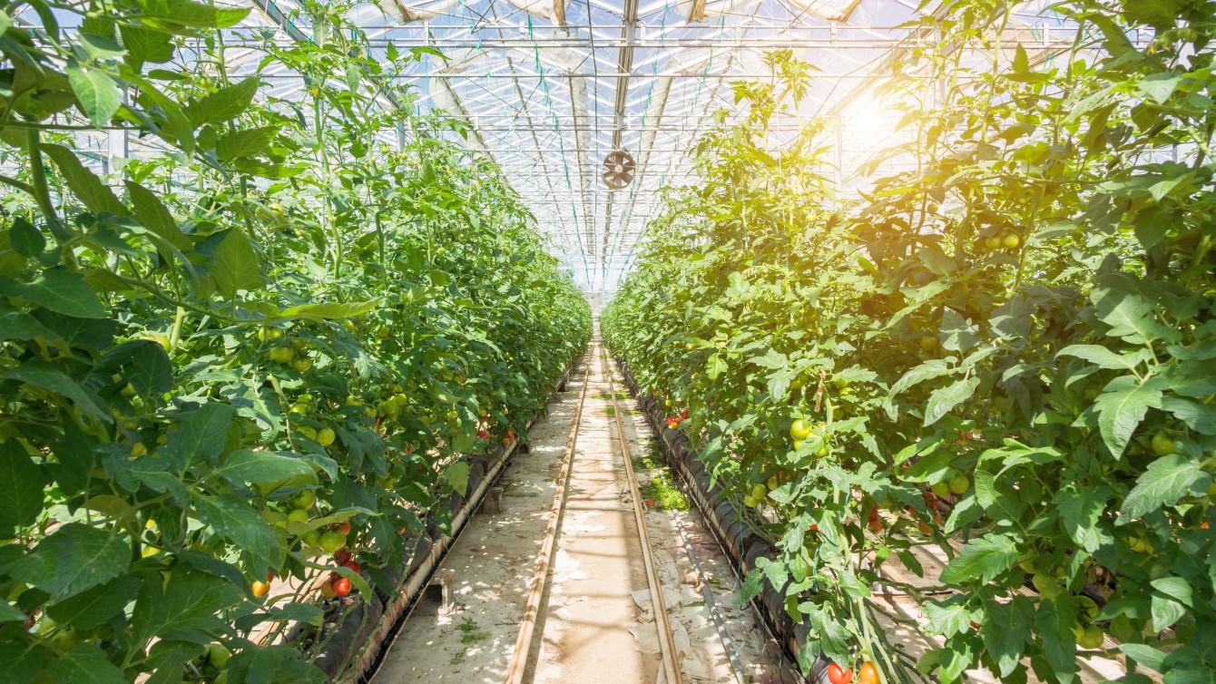 Tomatenplanzen in einem großen Gewächshaus