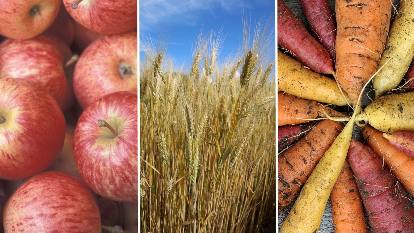 Collage aus drei Bildern. Links rote Äpfel, Mitte Getreide auf einem Feld, rechts Möhren in verschiedenen Farben