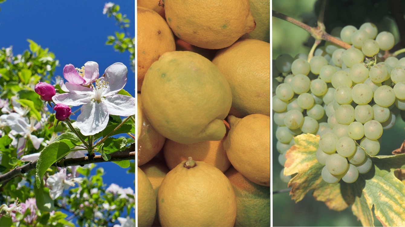 Collage aus drei Bildern. Links die Blüte eines Apfelbaumes, in der Mitte Zitronen in Nahaufnahme, rechts Weintrauben in Nahaufnahme