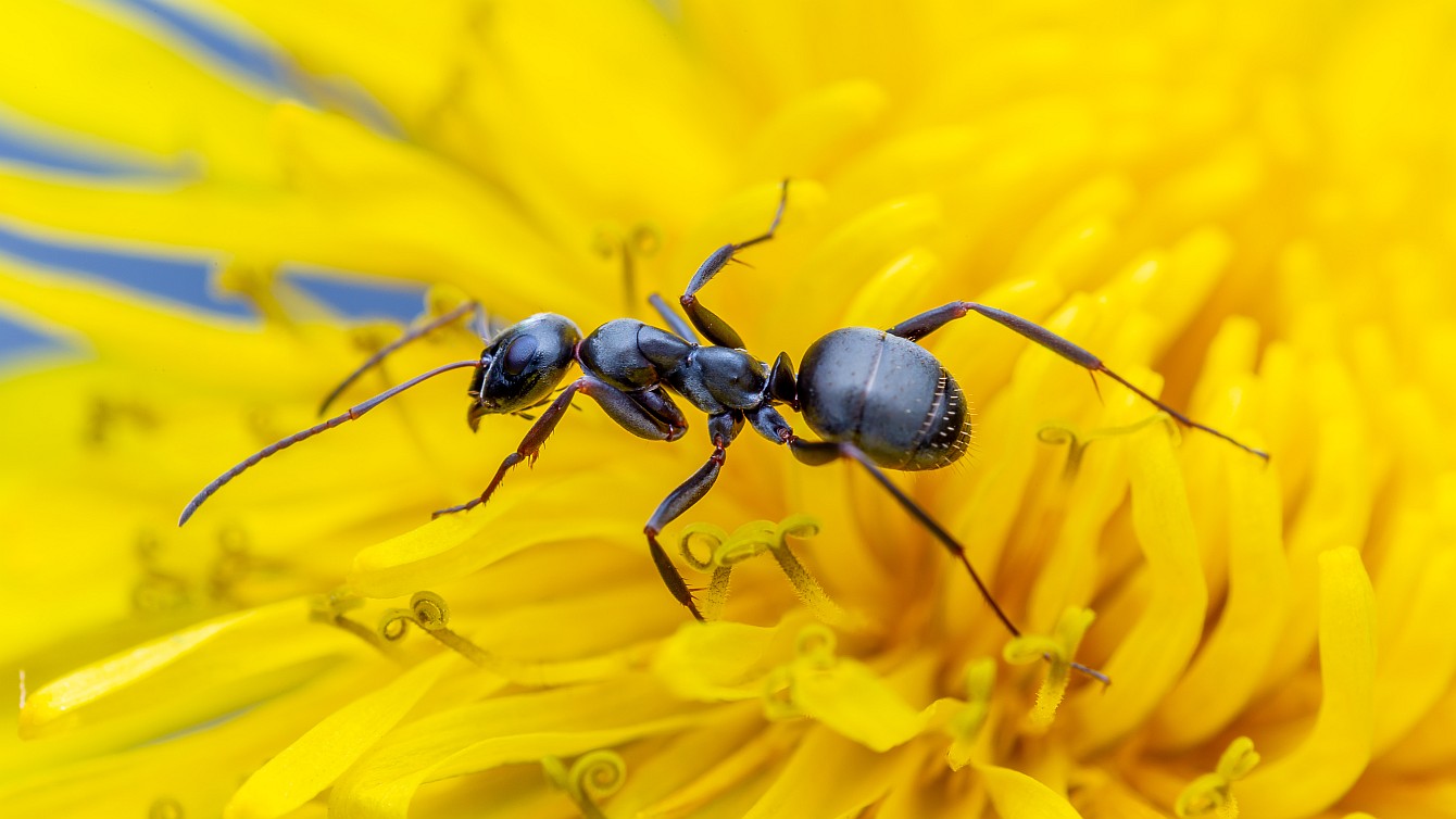 Nahaufnahme einer Ameise auf einer gelben Blüte