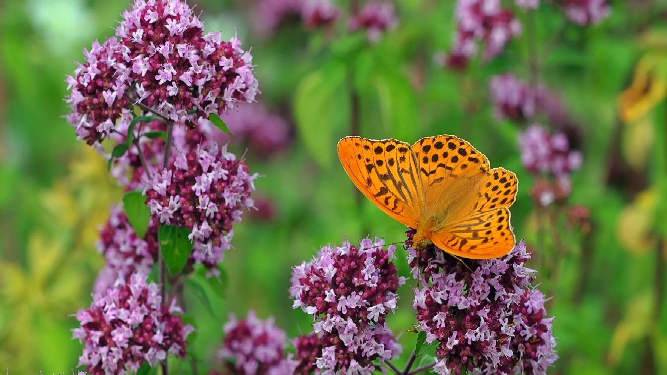 Orangener Kaisermantel Schmetterling auf Oregano-Blüte