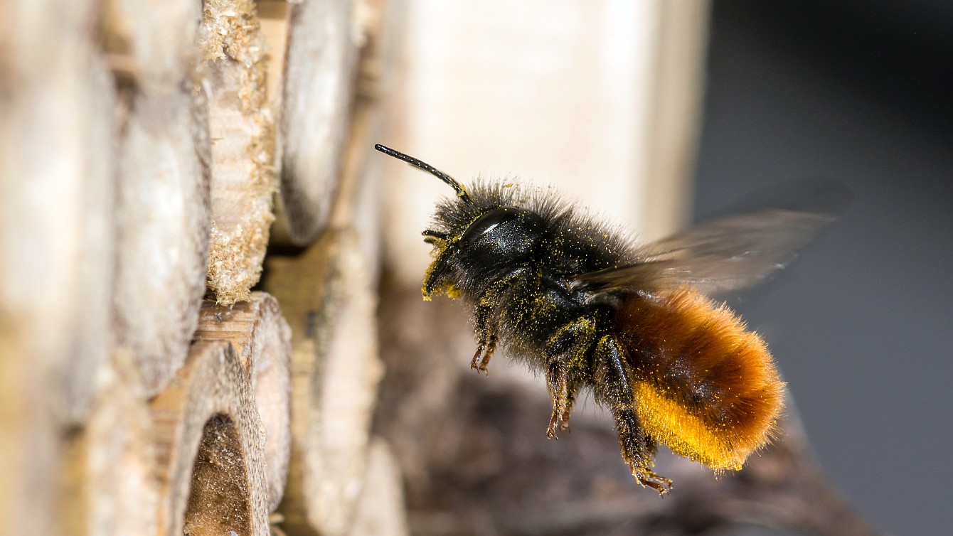 Nahaufnahme einer Mauerbiene im Anflug an Holz