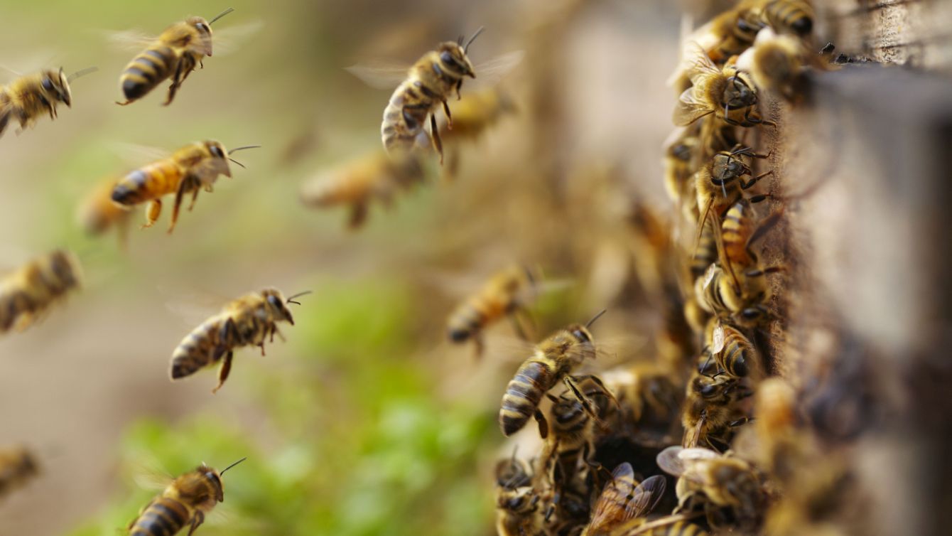 Honigbienen im Anflug auf ihren Bienenstock