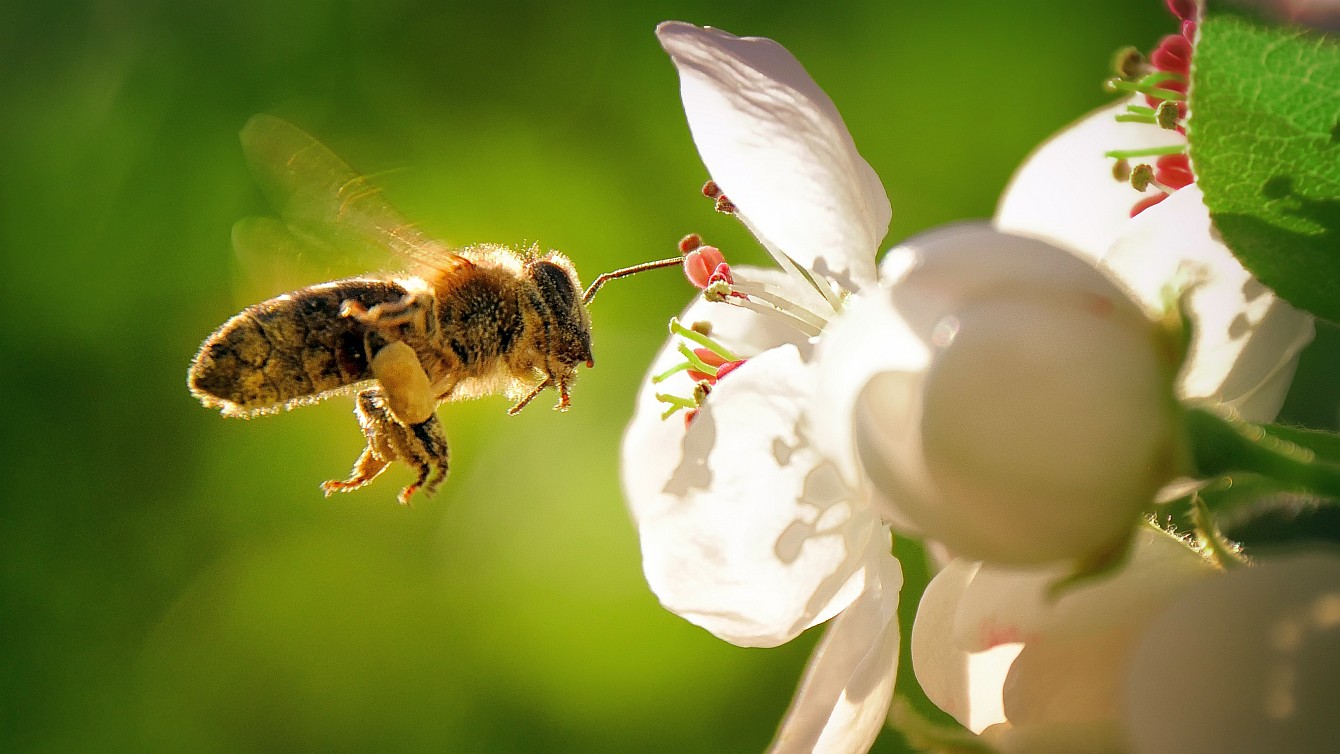 Biene mit Pollensäcken im Anflug auf eine Blüte