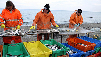 Drei Fischer holen Heringe aus dem Netz