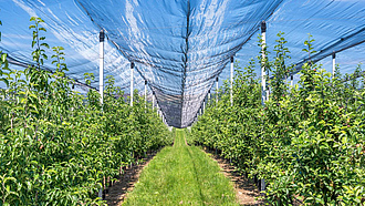 Anbau von Früchten mit Hagelschutznetz zum Schutz der Ernte