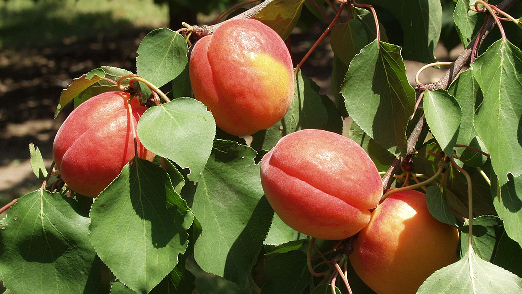 Reife Aprikosen am Baum.