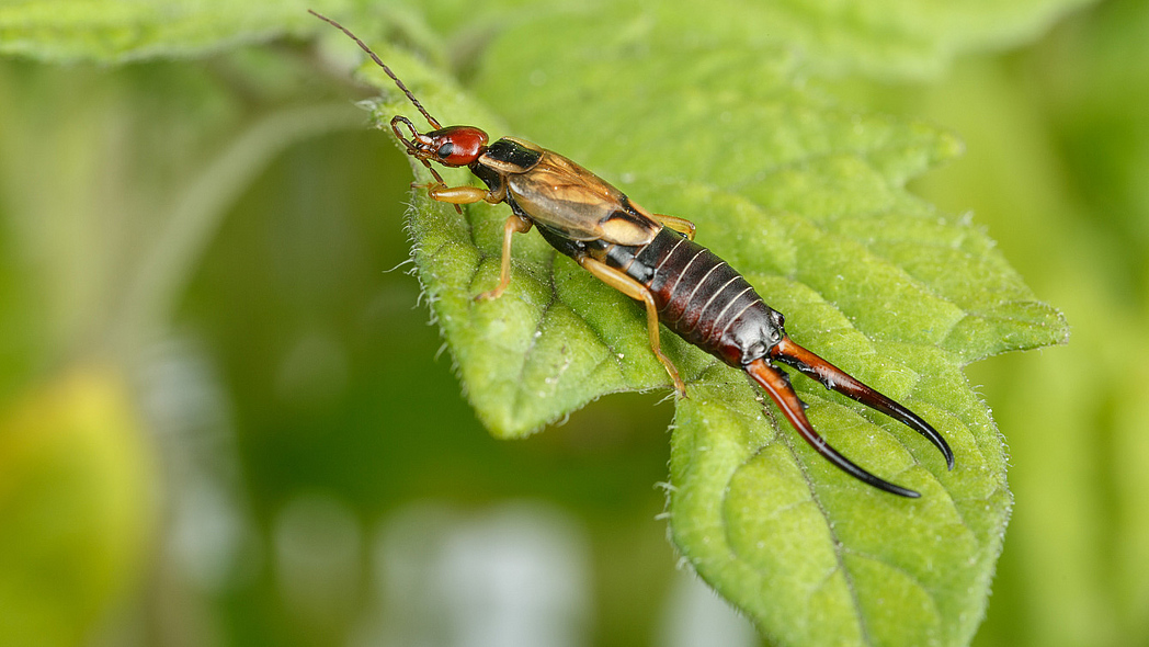 Ohrwurm auf Blatt