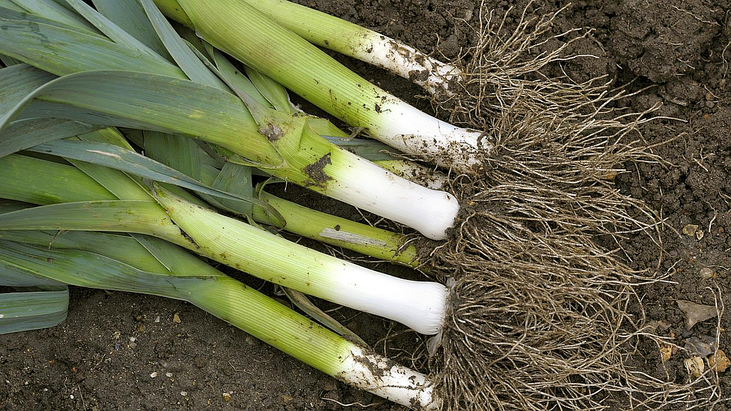 Mehrere Stangen Porree liegen frisch nach der Ernte auf der Erde