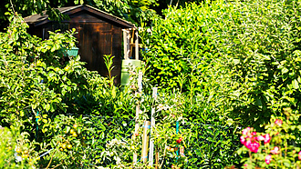 Dicht bewachsener Kleingarten mit einem Gartenhäuschen aus Holz im Hintergrund.