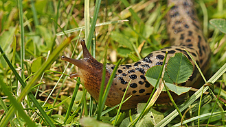 Tigerschnegel im Gras