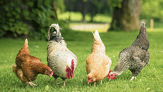 Hühner verschiedener Rassen nebeneinander auf einer Wiese.