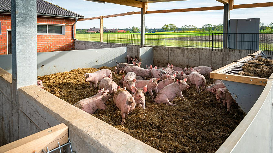 Schweine in einem mit Stroh eingestreuten Auslauf.