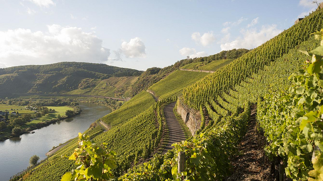 Ein Weinhang an der Mosel. Im Hintergrund das Viadukt Puderich.