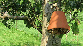 In einem mit Holzwolle gefüllten, umgedreht aufgehängten Tonblumentopf fühlen sich Ohrenkneifer wohl, die gerne Blattläuse fressen.