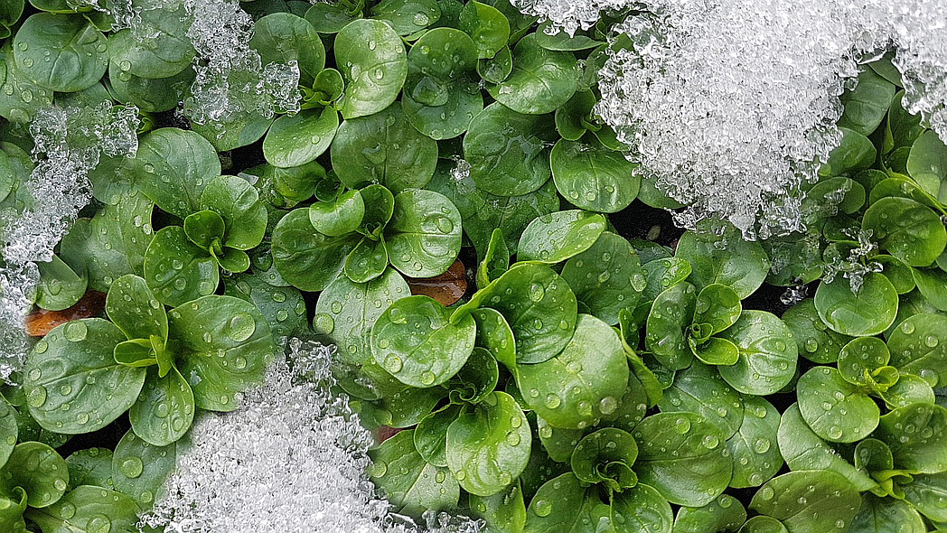 Feldsalatpflanzen, zum Teil von einer Schneeschicht bedeckt.