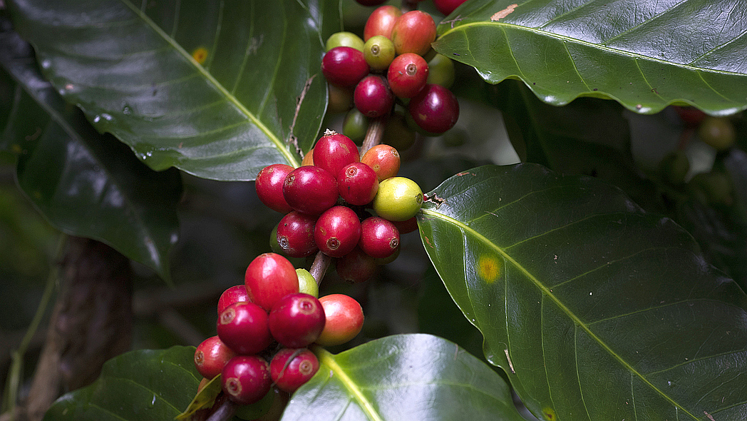 Ein Kaffeezweig mit roten und teils noch grünen Früchten.