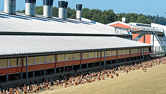 Legehennen in Freilandhaltung