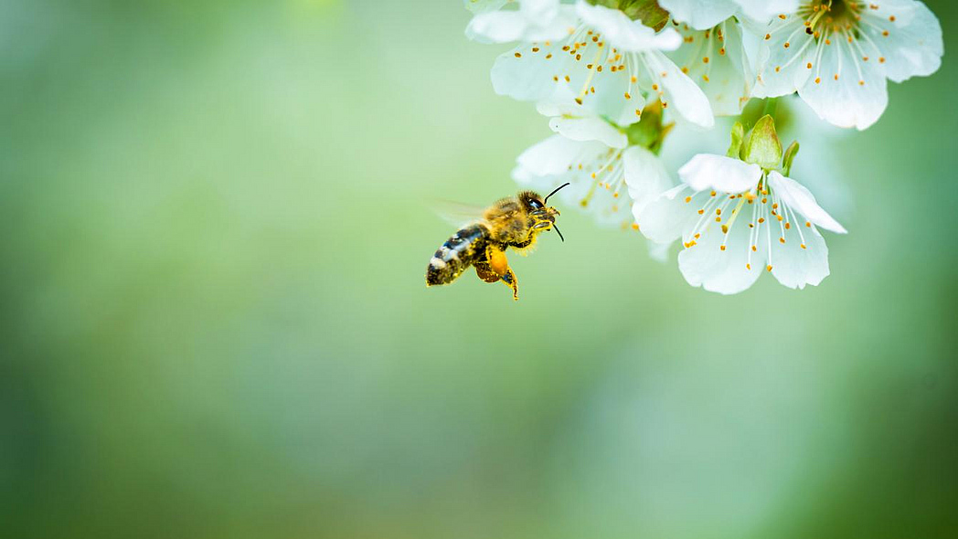 Biene an Obstblüte