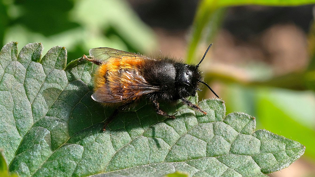 Gehörnte Mauerbiene sitzt auf einem Blatt