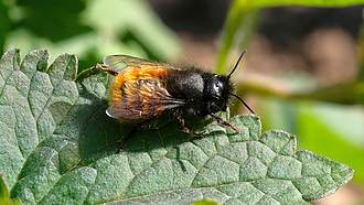 Gehörnte Mauerbiene sitzt auf einem Blatt