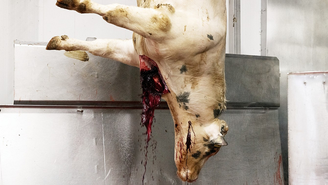 Ein mit dem Kopf nach unten hängendes Rind blutet nach der Schlachtung aus einer Wunde am Hals.