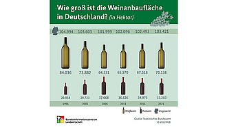 Vorschau Infografik "Wie groß ist die Weinanbaufläche in Deutschland?"