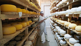 Ein Mann steht zwischen zweiu Regalen mit vielen gelben und weißen Käselaiben