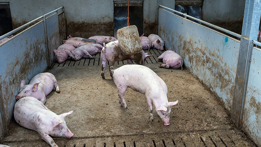 Abteil in einem Schweinemaststall, das sowohl mit Spaltenboden als auch mit planbefestigtem Boden ausgestattet ist. Darauf stehen und liegen Schweine.