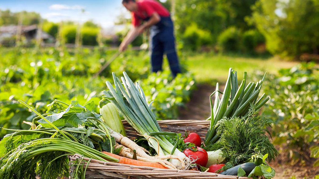 Korb mit geerntetem Gemüse im Garten, dahinter Mann mit Gartengerät.