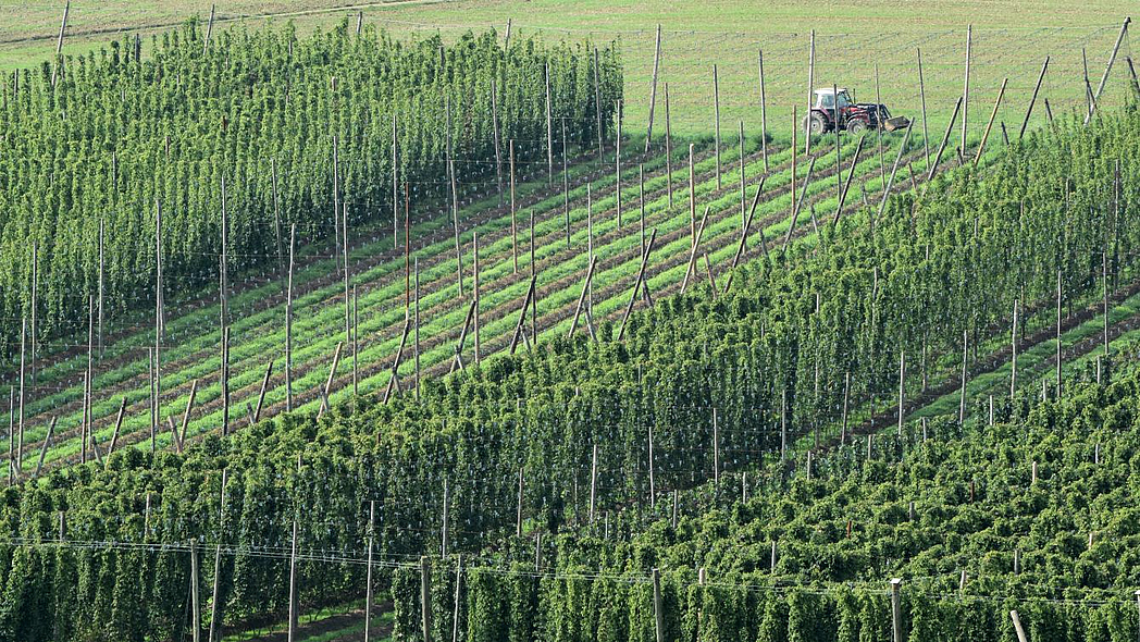 Blick in einen Hopfengarten. Ein Teil der Reben ist geerntet, ein anderer steht kurz vor der Ernte.