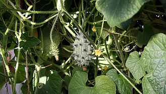Kiwanofrucht an der Pflanze hängend