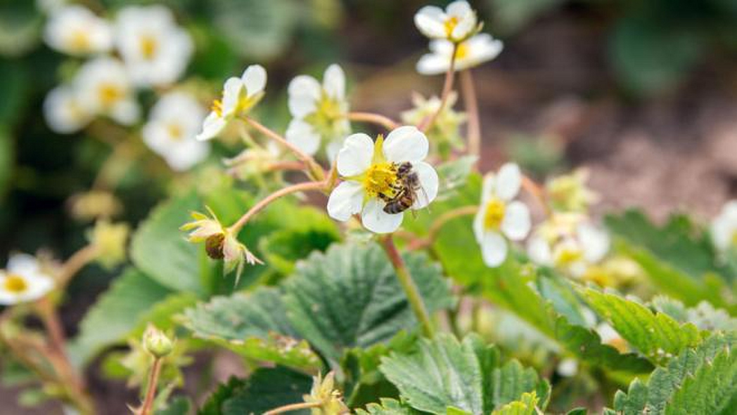 Biene auf einer Erdbeerblüte