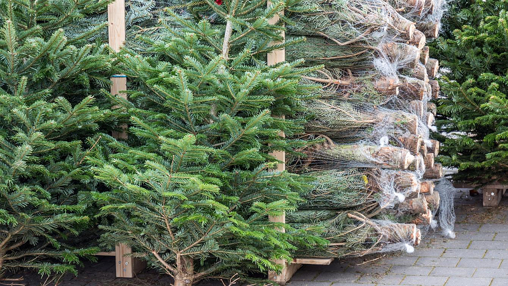 Weihnachtsbäume an einem Verkaufsstand