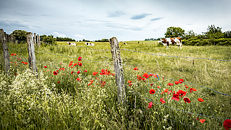 Milchkühe grasen auf einer von Hecken umgebenen Weide, im Vordergrund Wildpflanzen